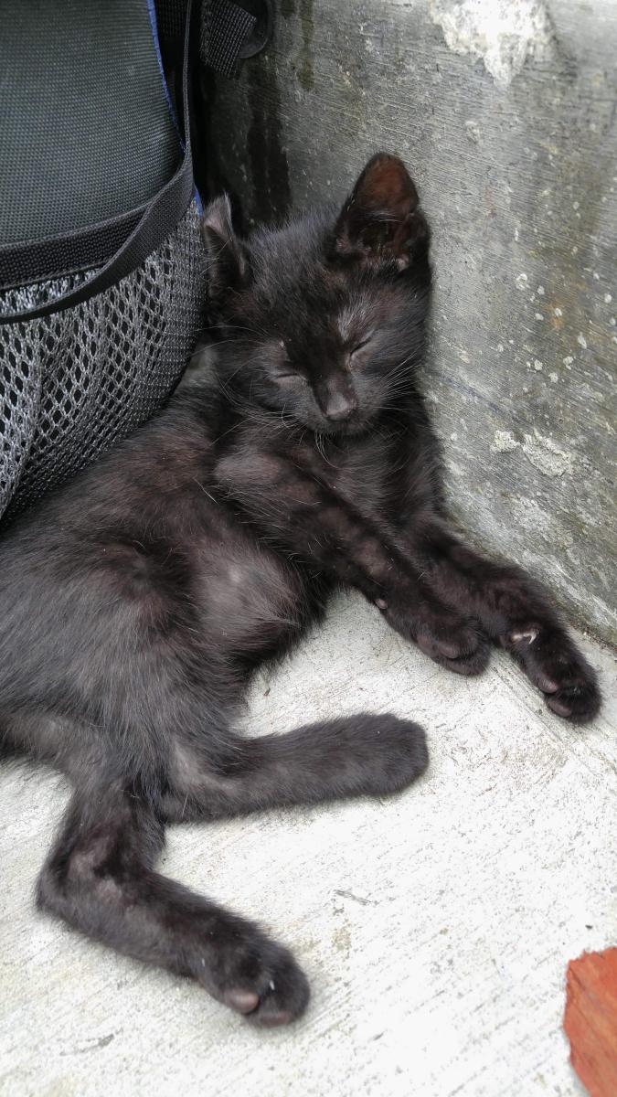 Image of Marceline, Lost Cat