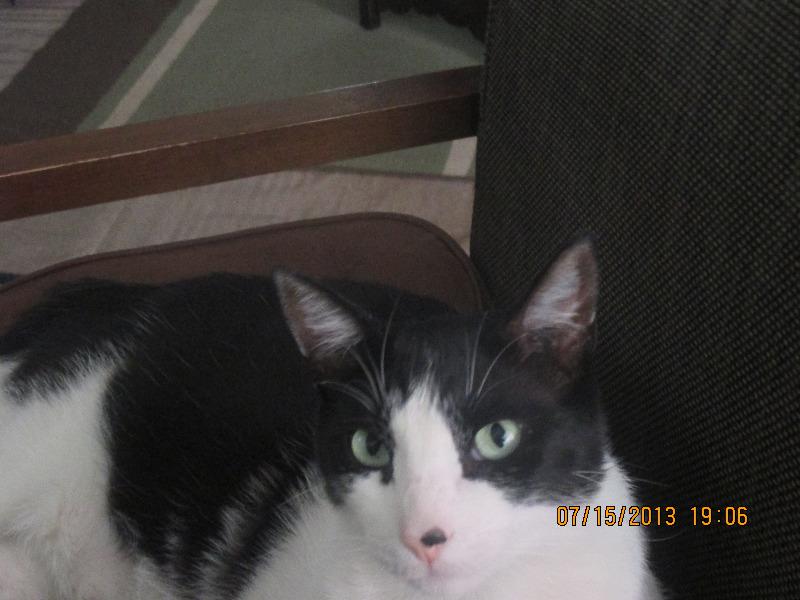 Image of Frankie Spotty, Lost Cat