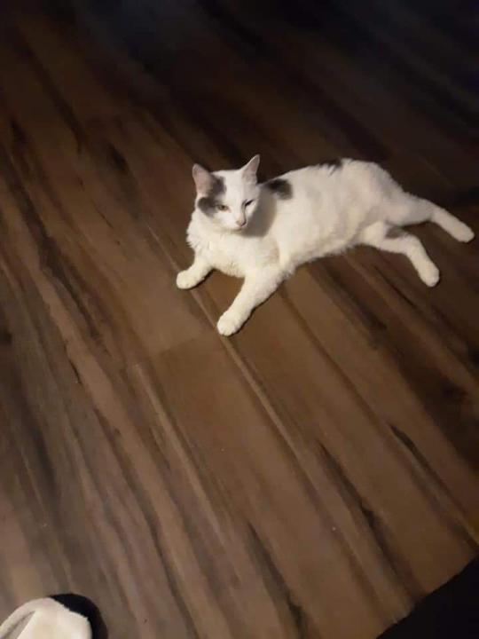 Image of Coby, Lost Cat