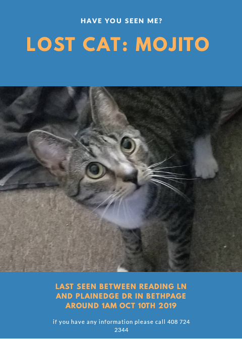Image of Mojito, Lost Cat