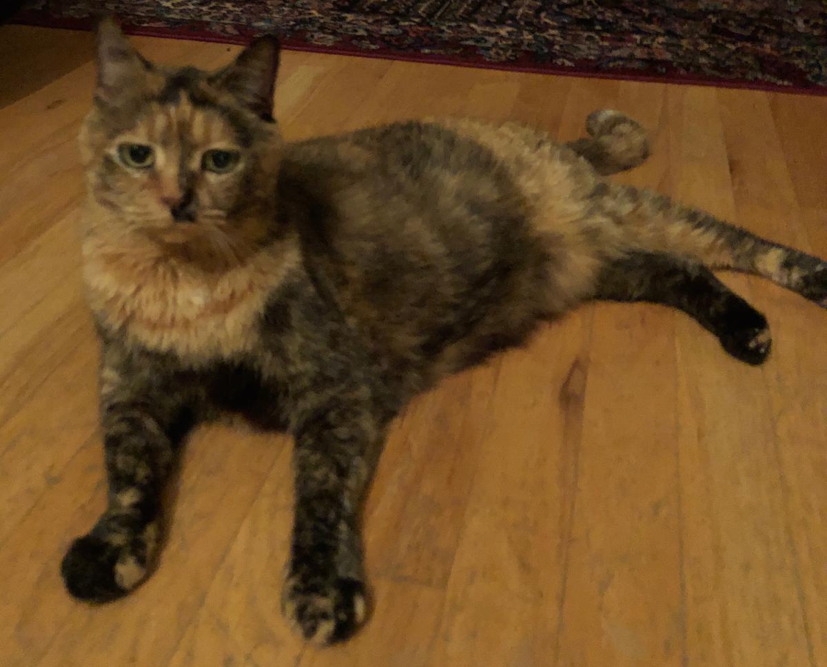 Image of Cayenne, Lost Cat