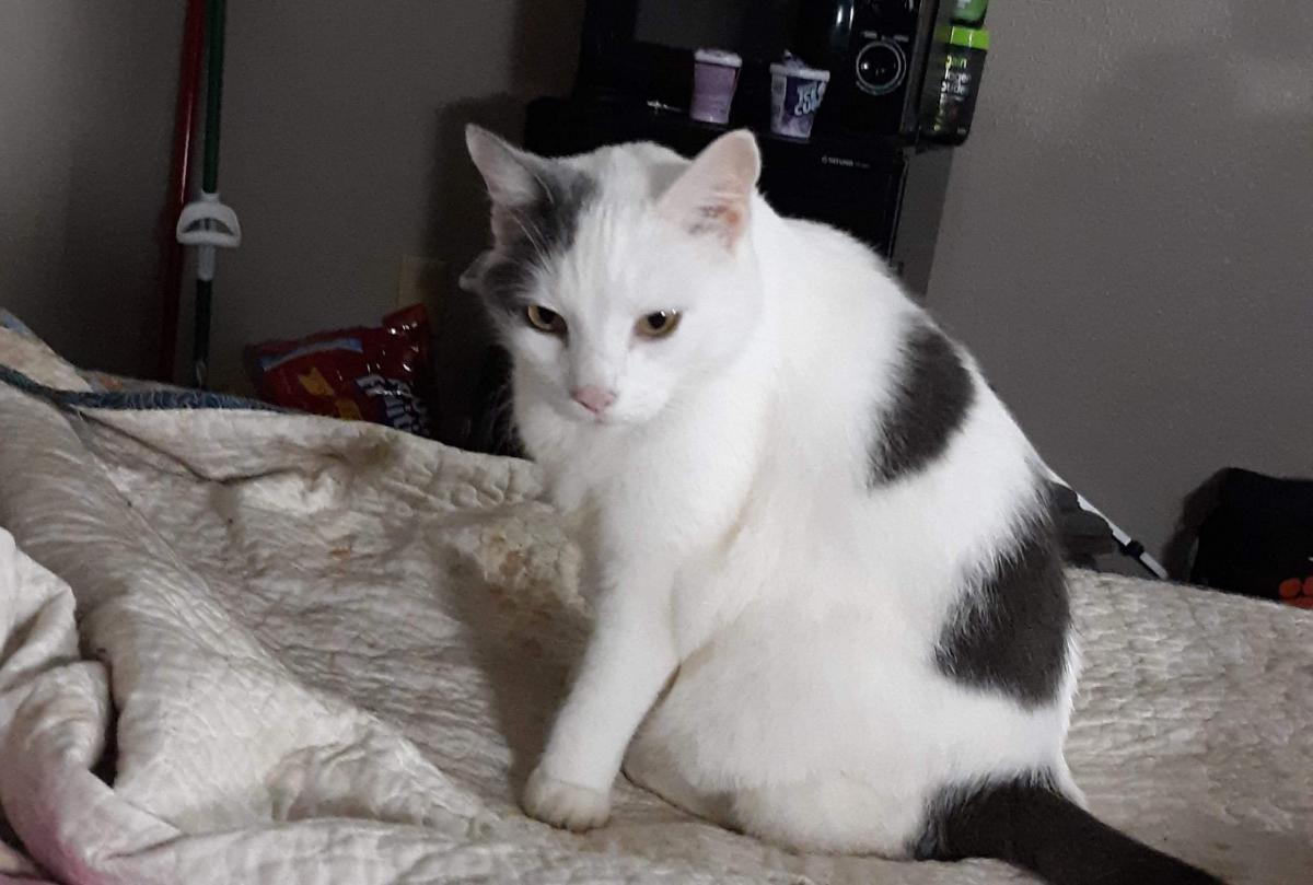 Image of Coby, Lost Cat