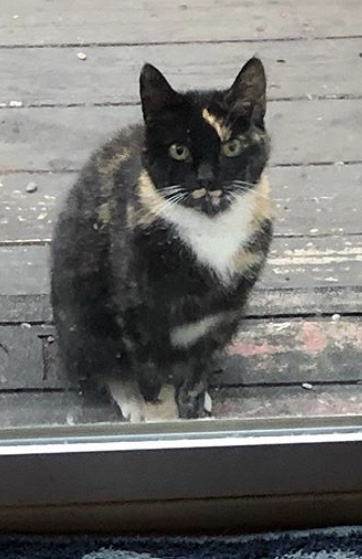 Image of Pina, Lost Cat