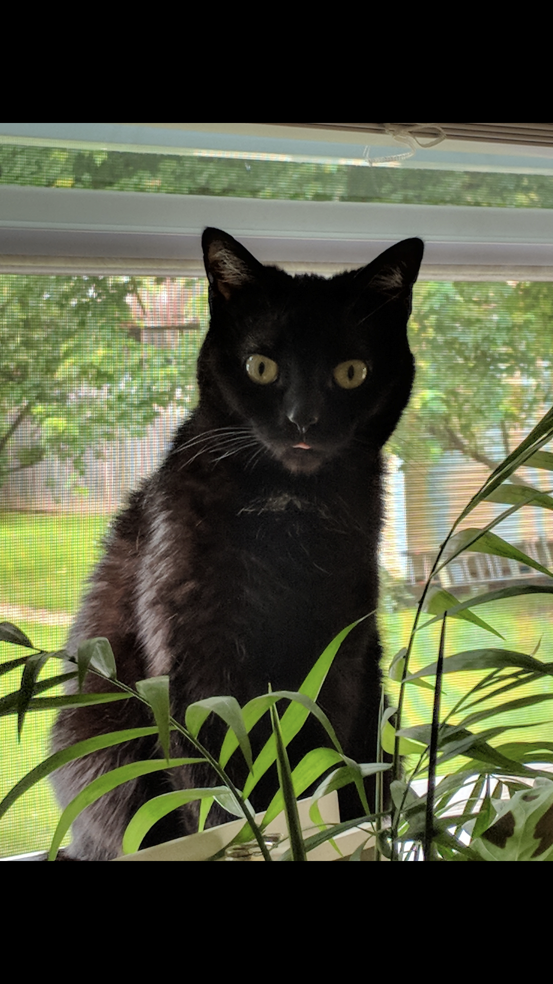 Image of Bella, Lost Cat