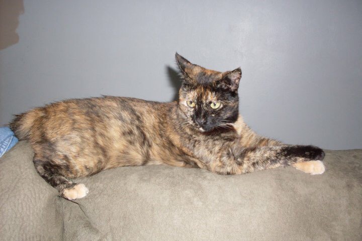 Image of Grizabella, Lost Cat