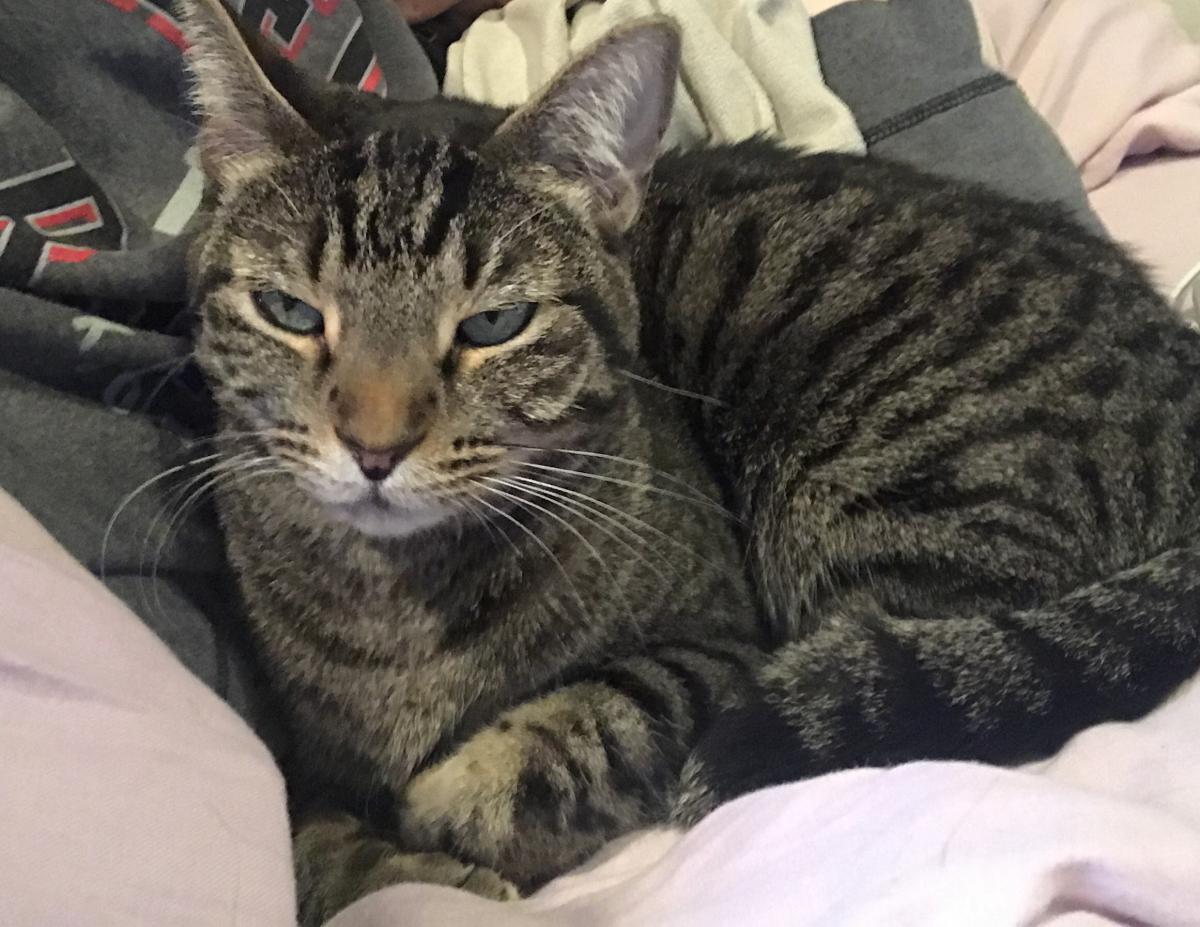 Image of Ty, Lost Cat