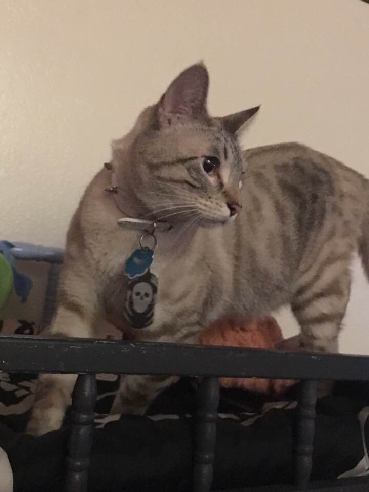 Image of Lynchee, Lost Cat