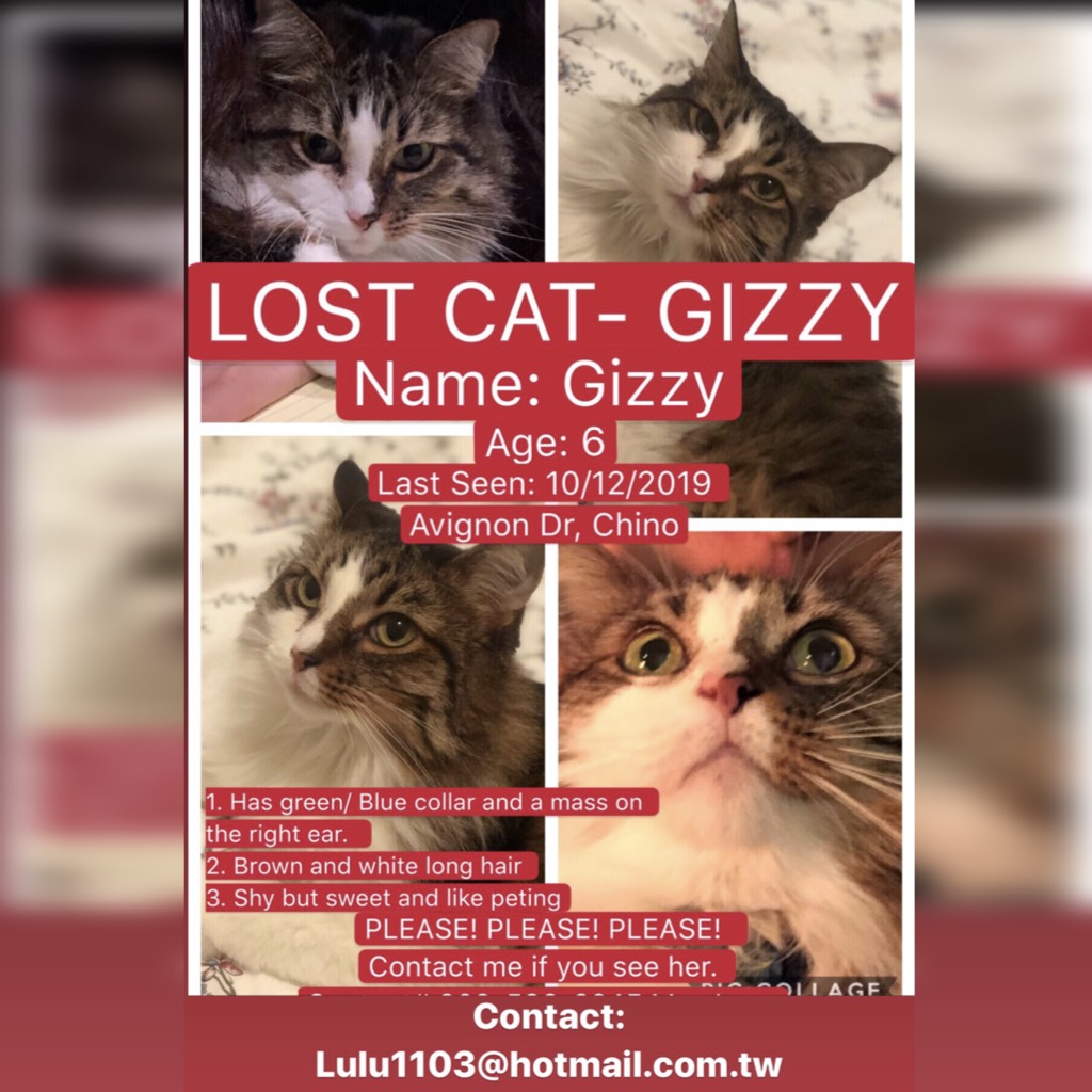 Image of Gizzy, Lost Cat