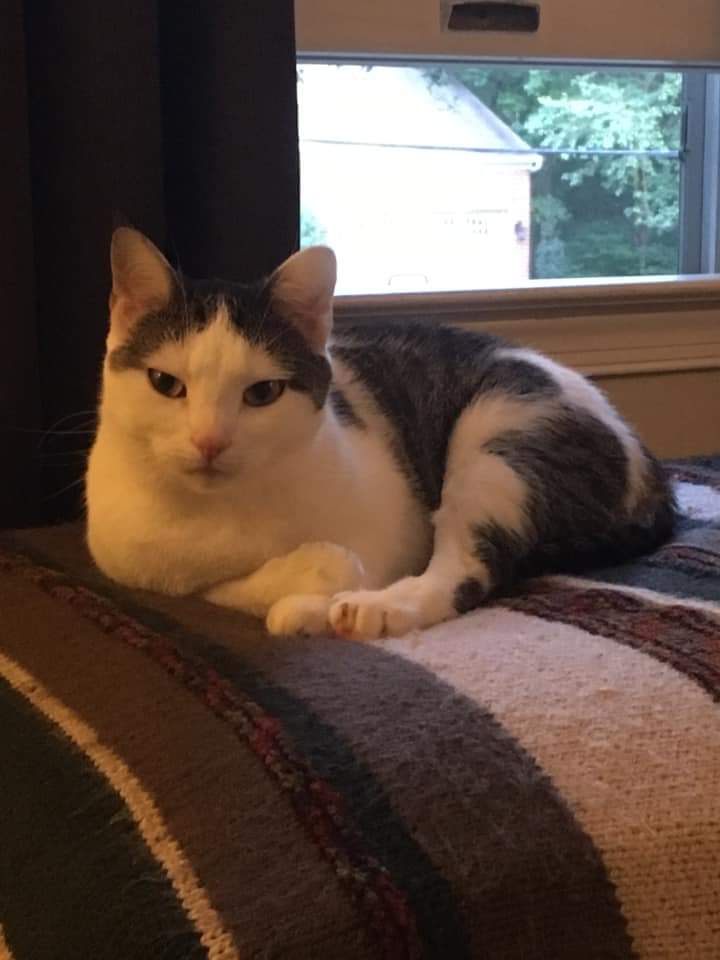 Image of Abbey, Lost Cat