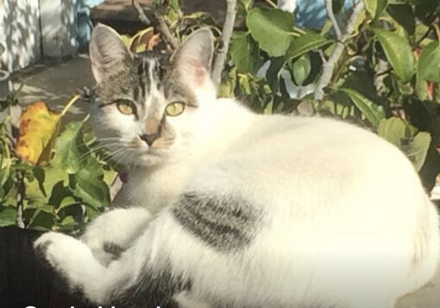 Image of Kramer, Lost Cat