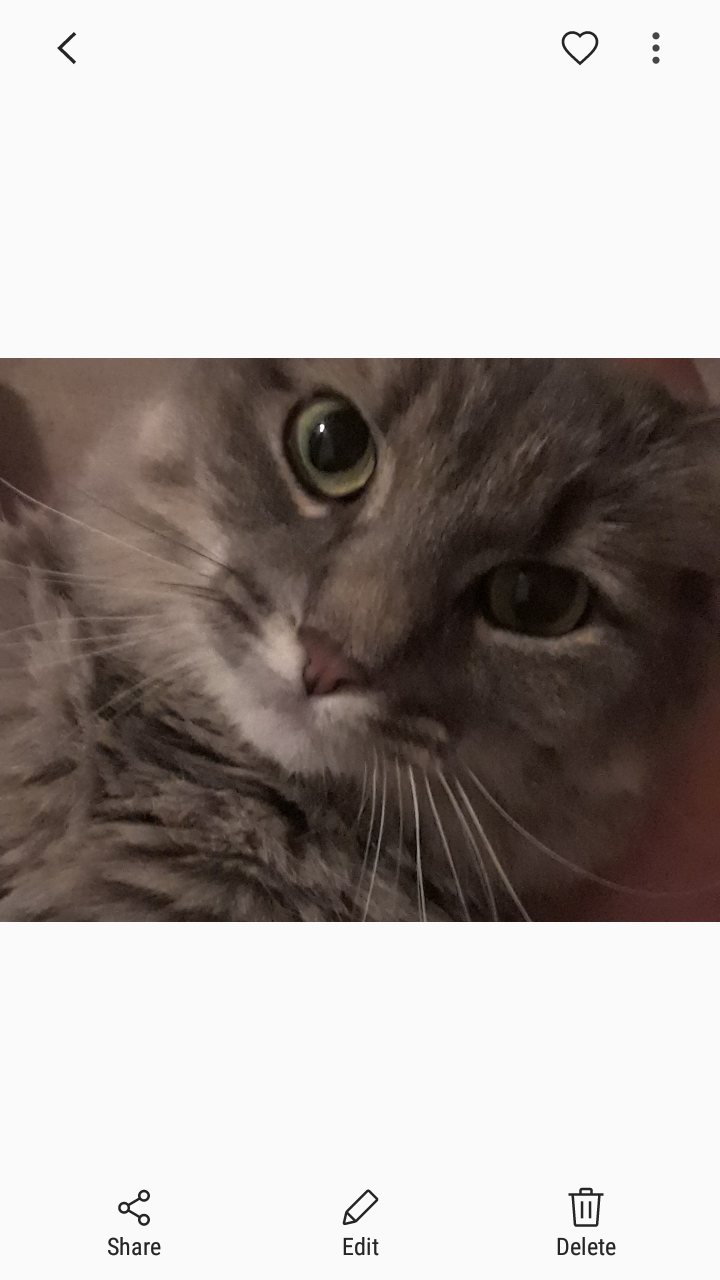 Image of Monet, Found Cat