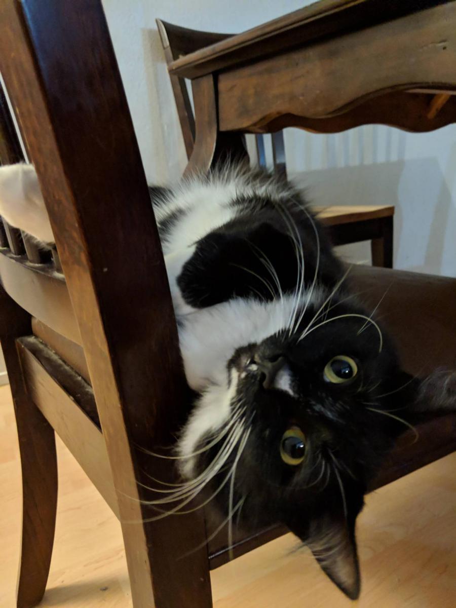 Image of Kelvin, Lost Cat