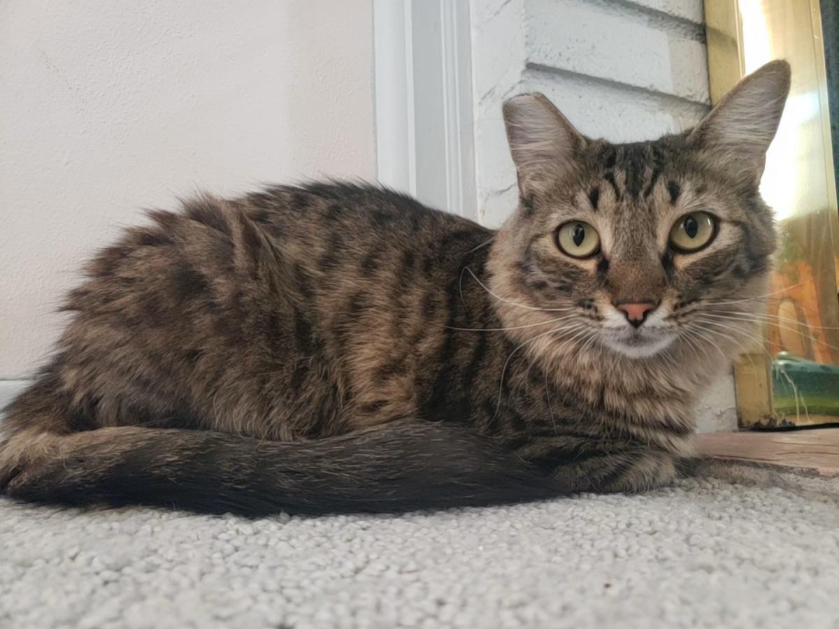 Image of Tabitha, Lost Cat
