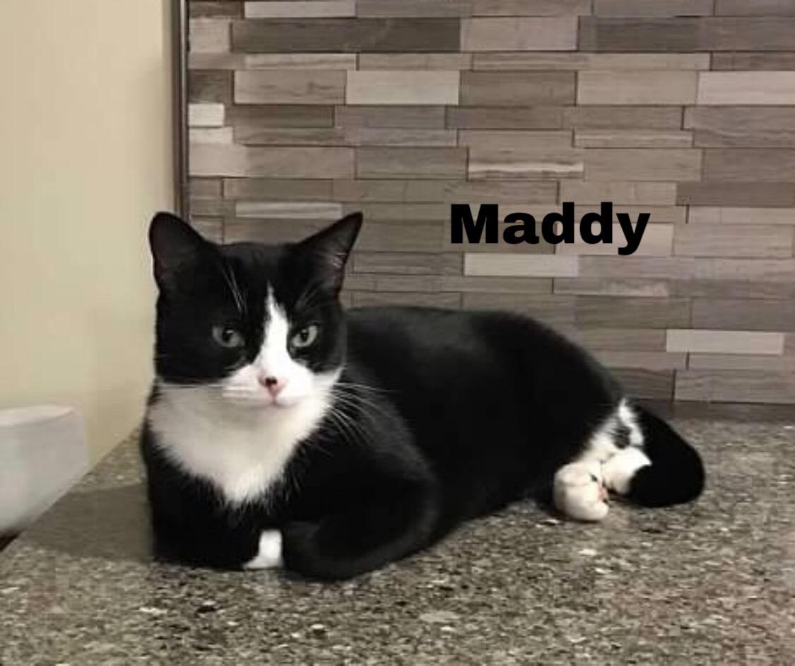 Image of Maddy, Lost Cat