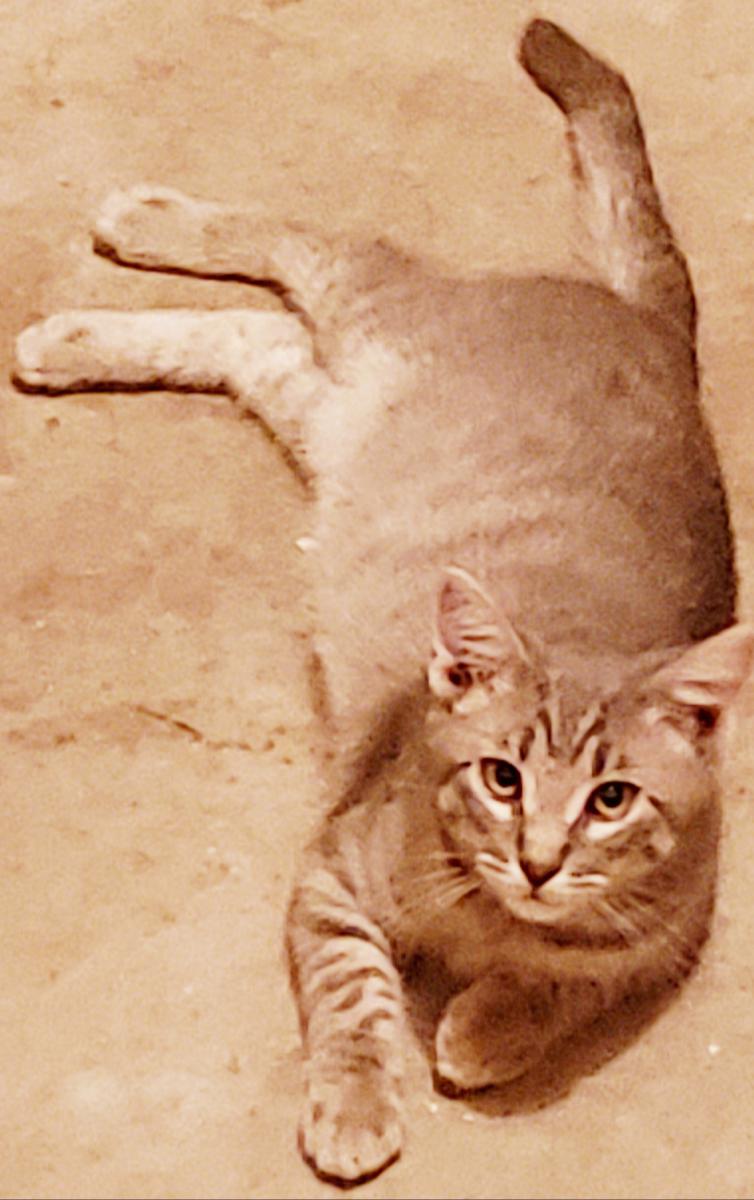 Image of Gracer, Lost Cat