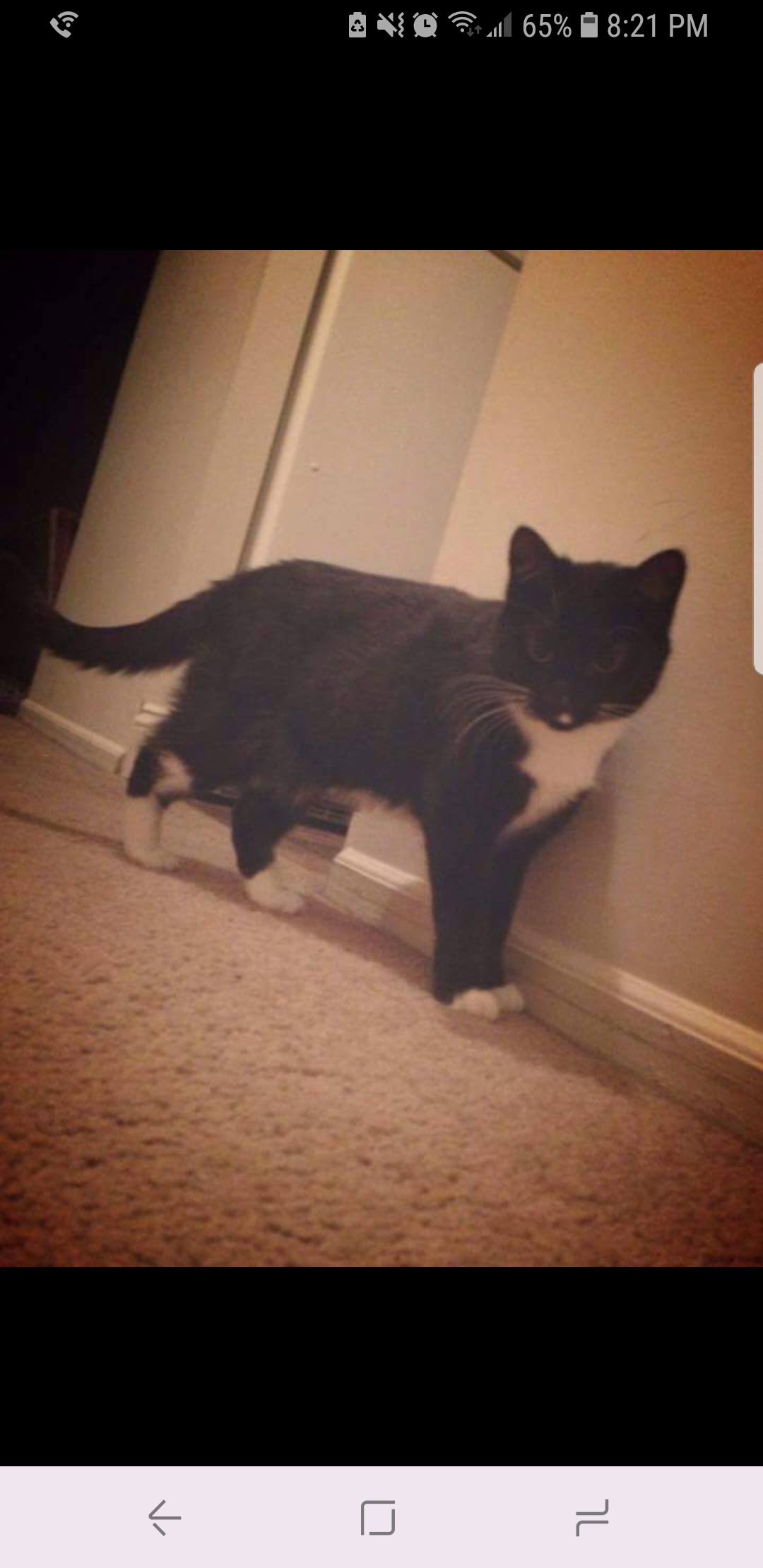 Image of Mittens, Lost Cat
