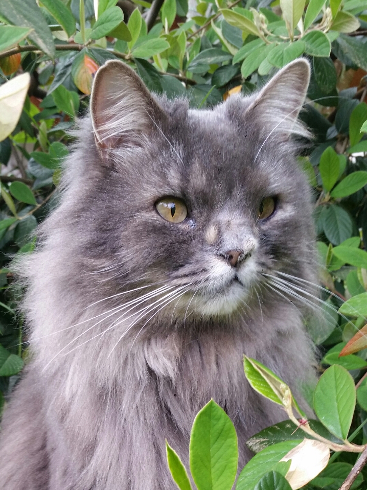 Image of Klaus, Lost Cat