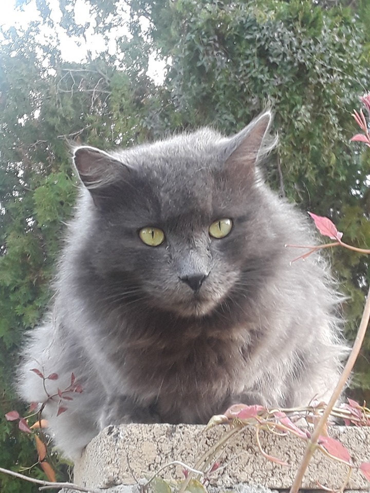 Image of George, Lost Cat
