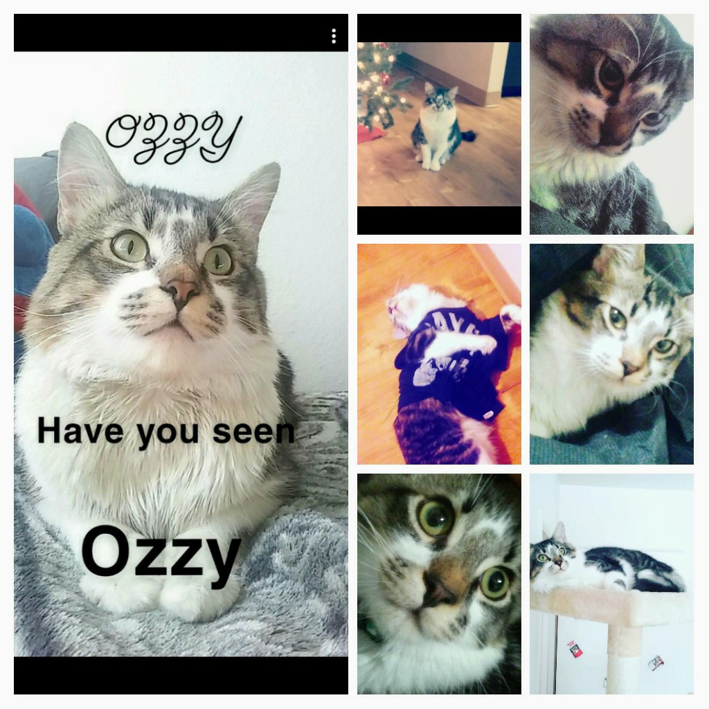 Image of Ozzy, Lost Cat