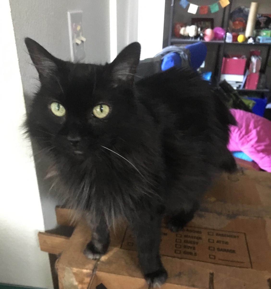 Image of Madame, Lost Cat