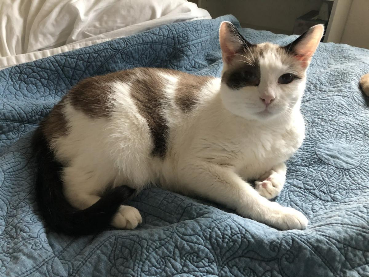 Image of Mickey, Lost Cat
