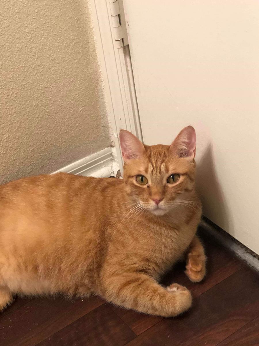 Image of Ketter (Bubs), Lost Cat