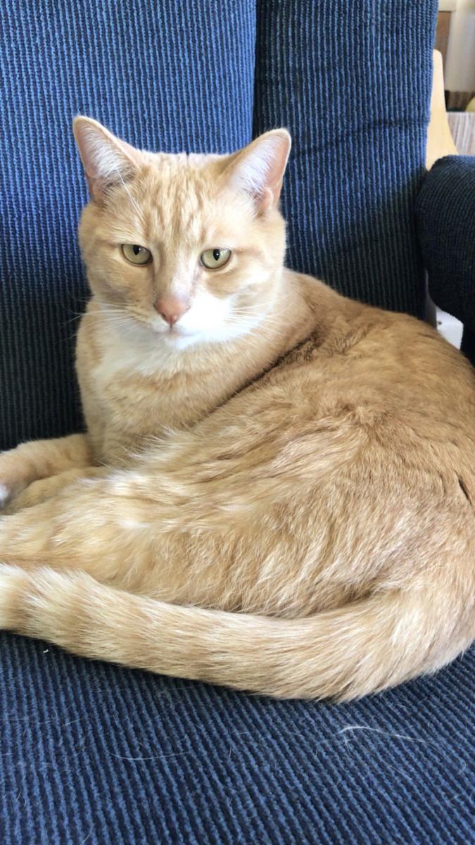 Image of ginger, Lost Cat