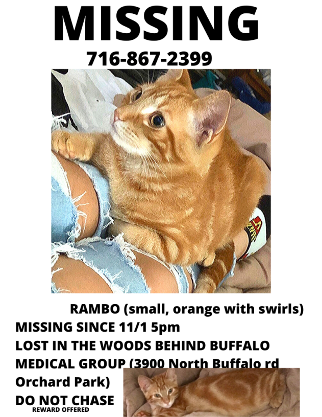 Image of Rambo, Lost Cat