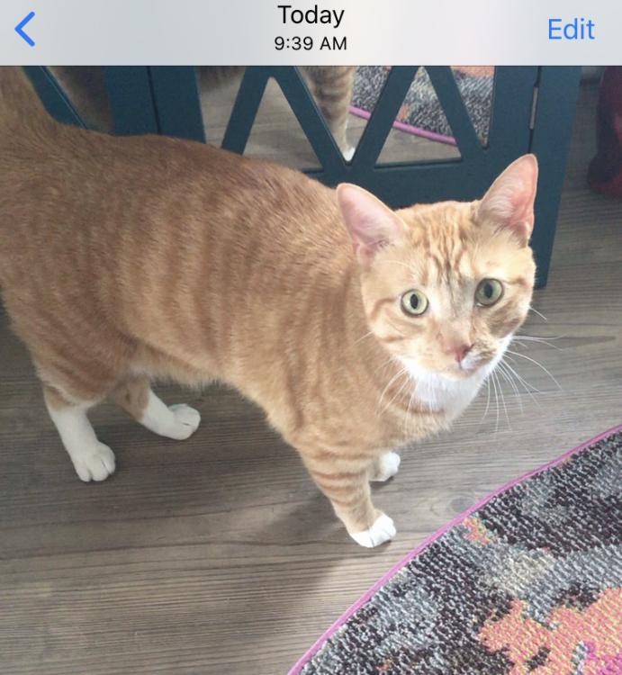 Image of Unsure - Orange DSH Male, Found Cat
