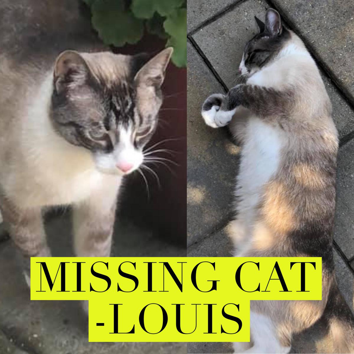 Image of Louis V. Gucci, Lost Cat