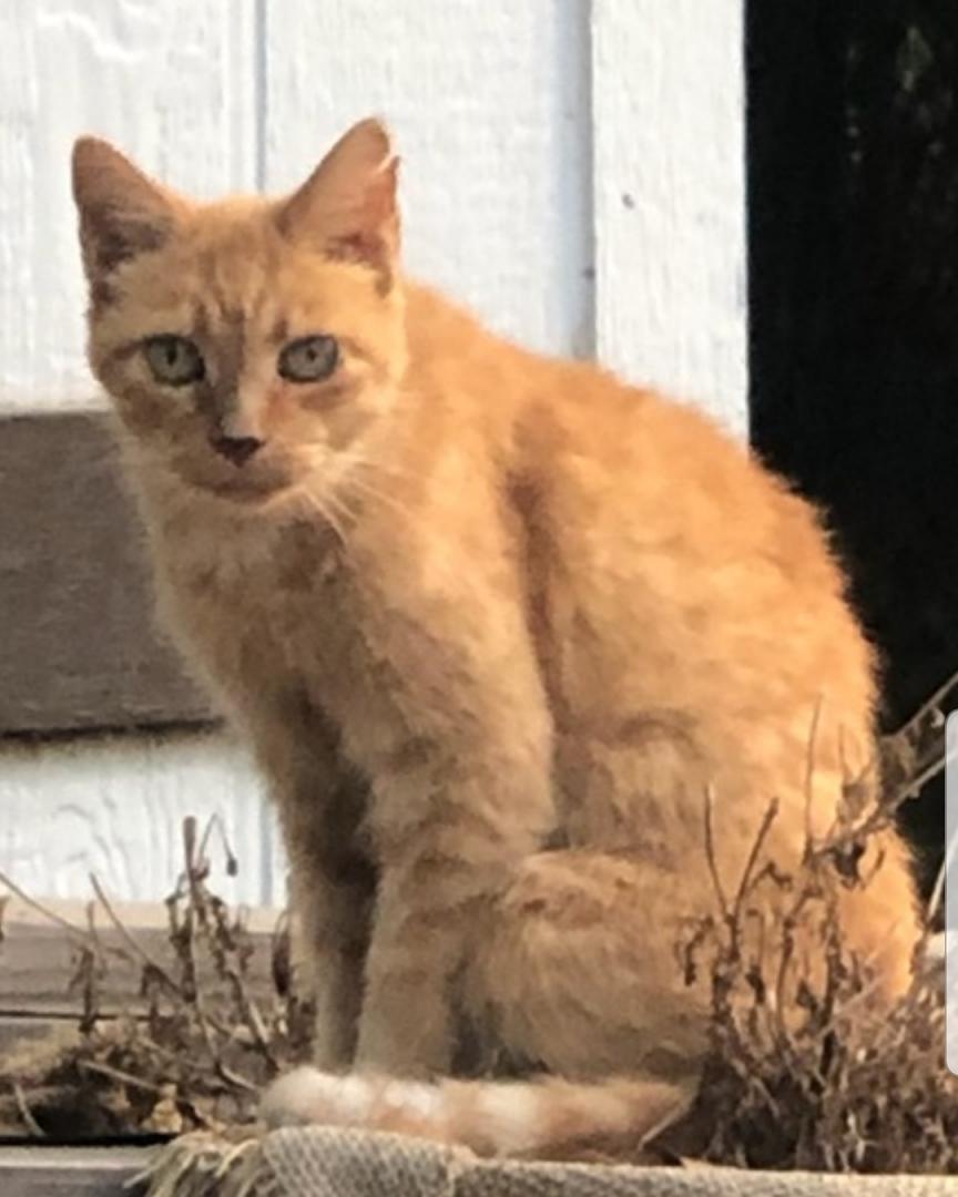 Image of Buttercups, Lost Cat