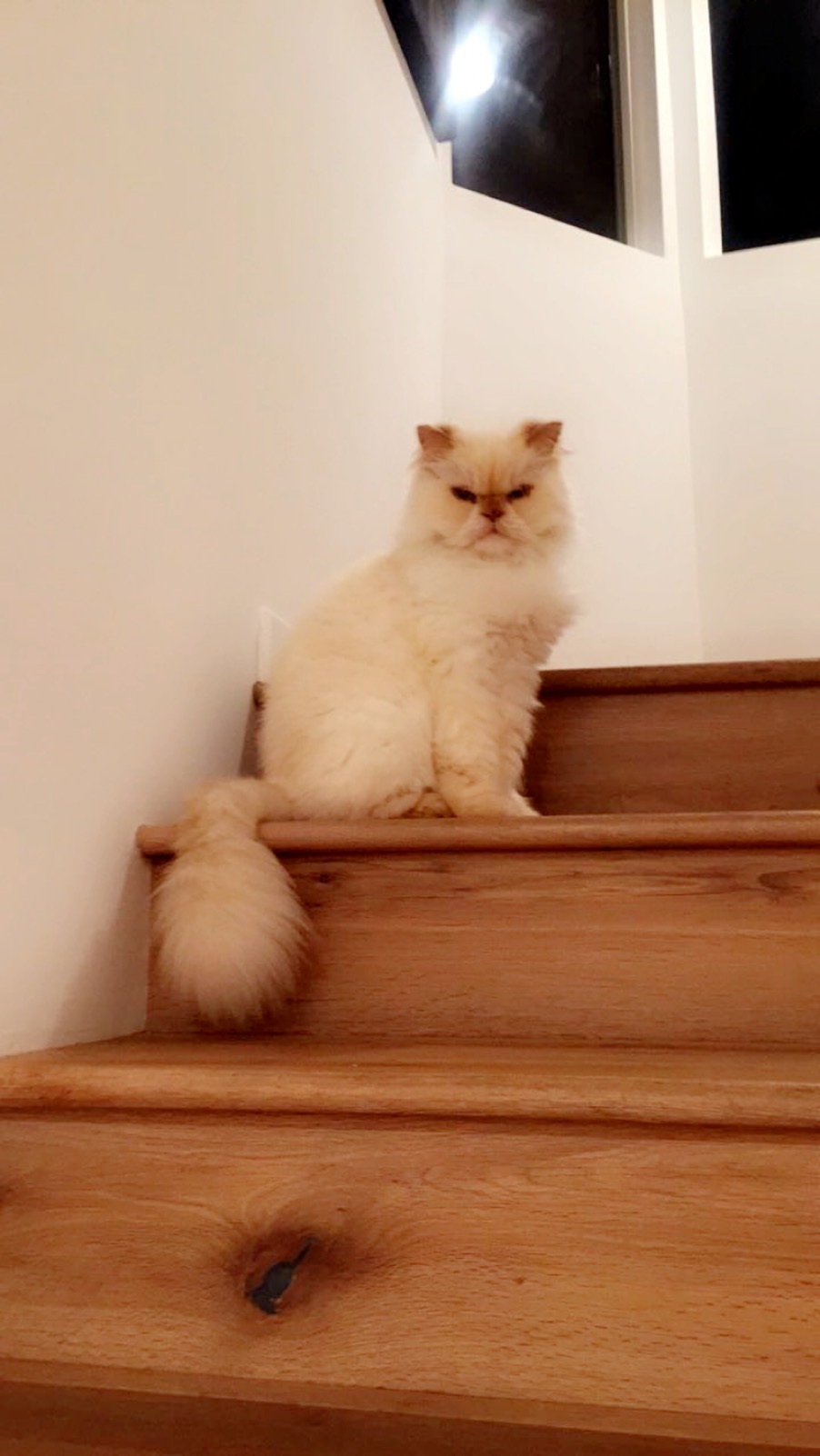 Image of Bentley, Lost Cat