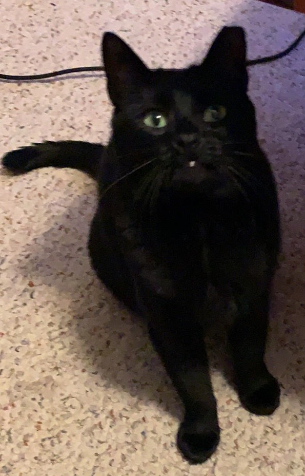 Image of Toothless(Sunflower), Lost Cat