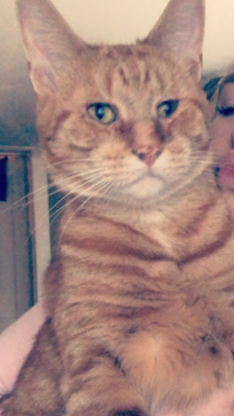 Image of Fetty, Lost Cat