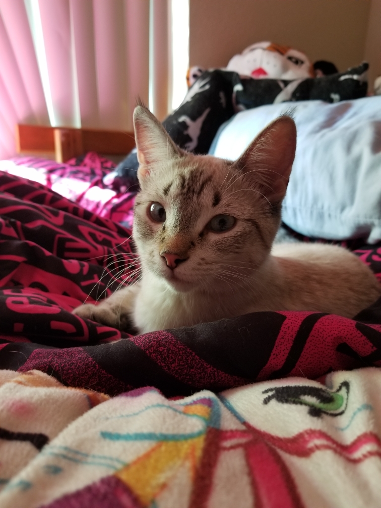 Image of Smores, Lost Cat