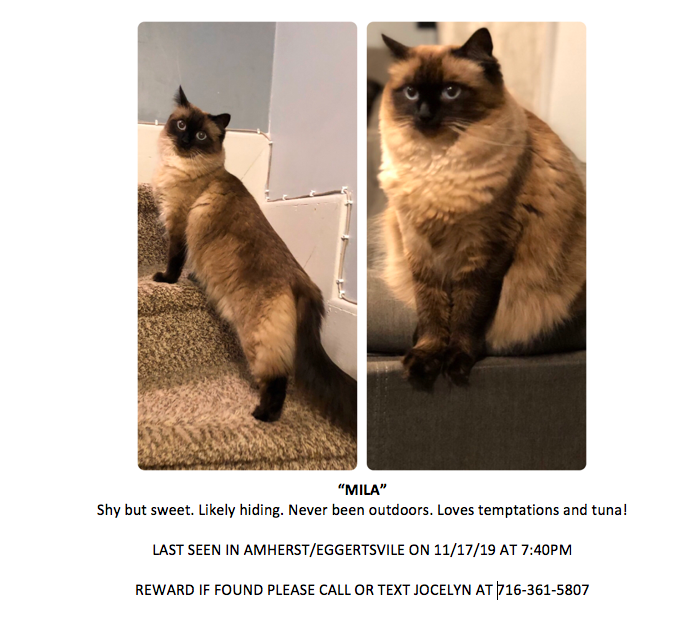 Image of MILA, Lost Cat