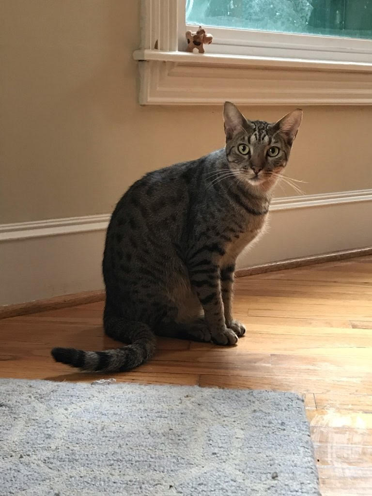 Image of Ronald, Lost Cat