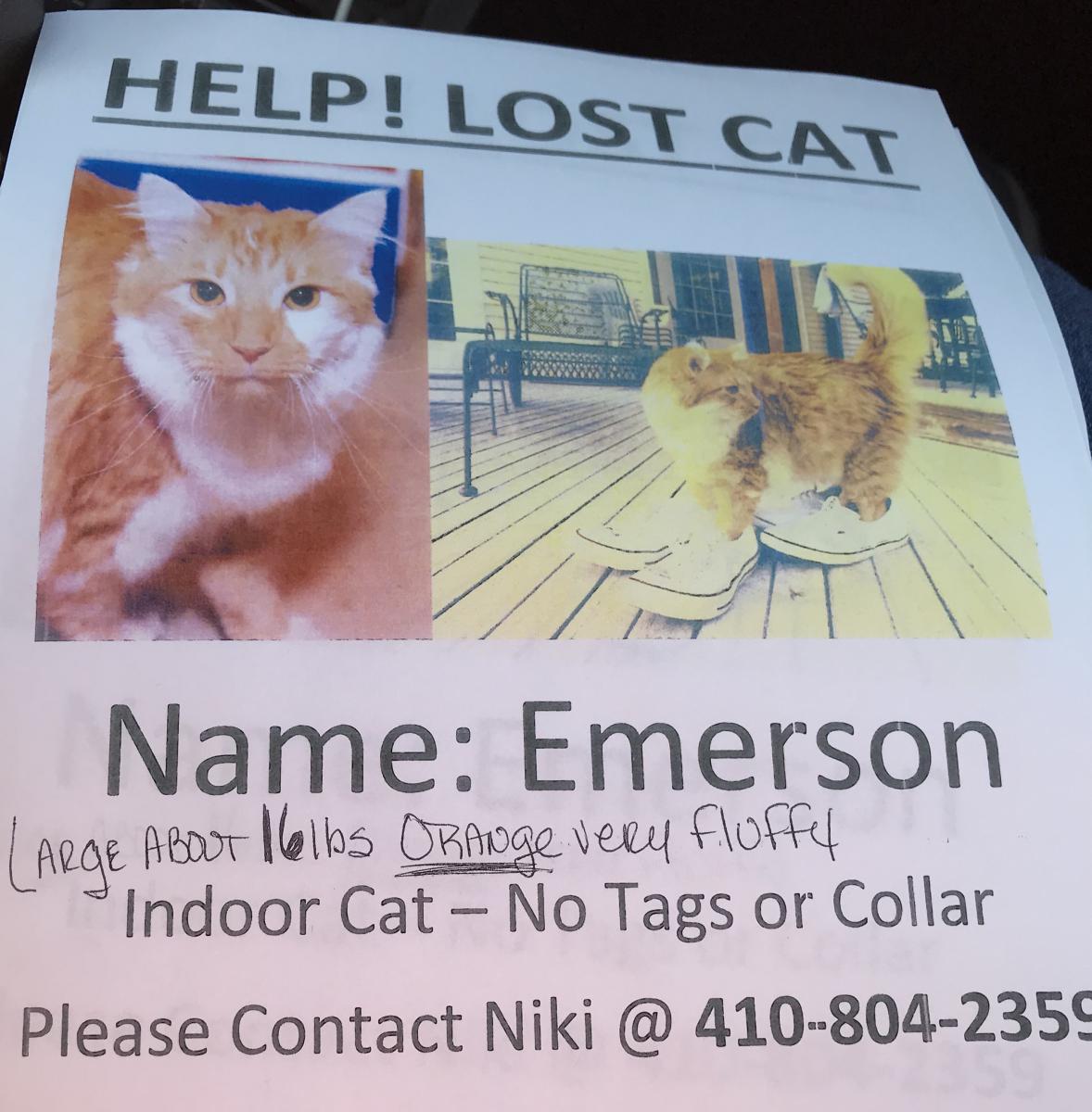 Image of Emerson, Lost Cat