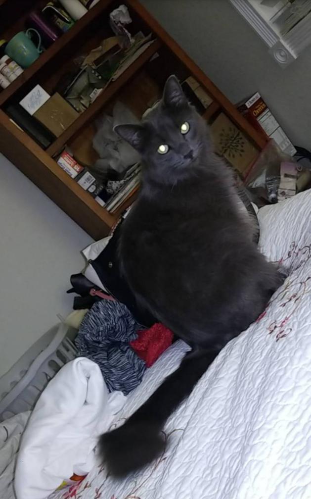 Image of Weezy, Lost Cat