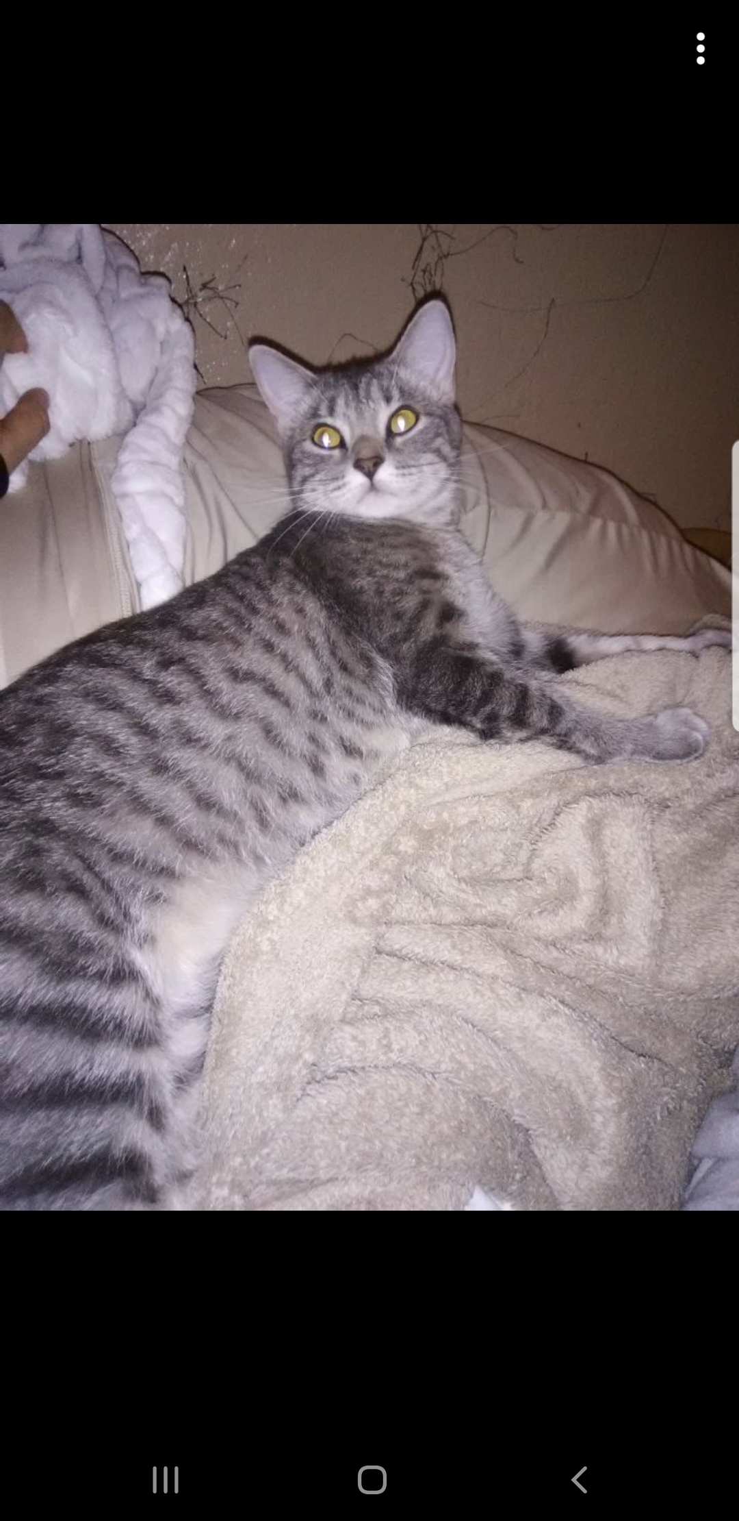 Image of Jerry, Lost Cat