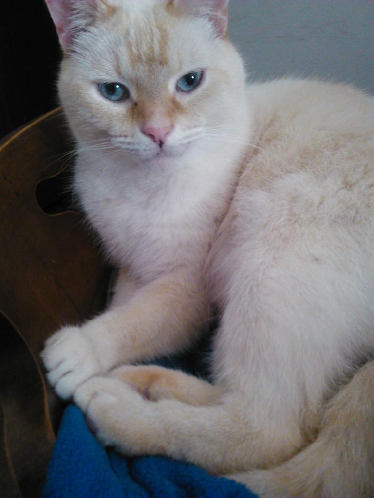 Image of Doc current pet id:116546, Lost Cat