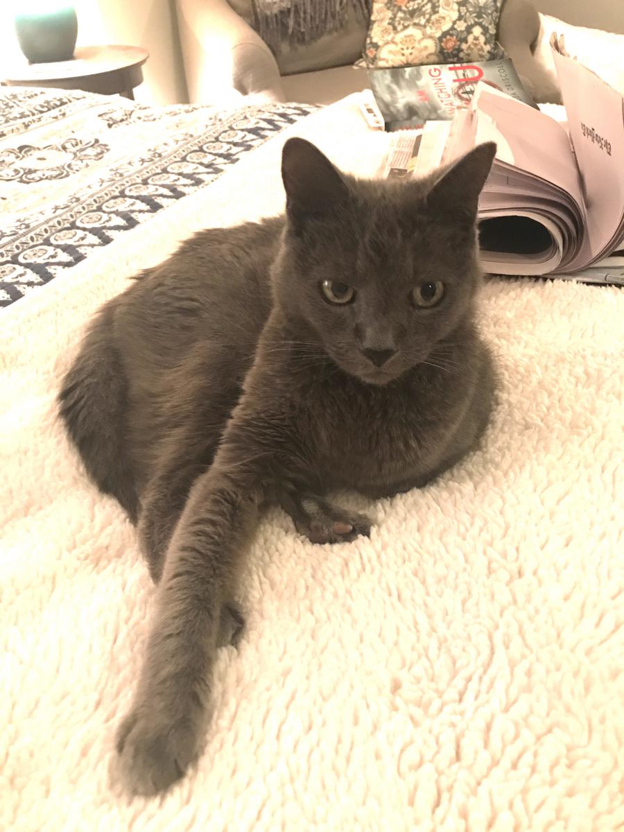 Image of Ricky, Lost Cat