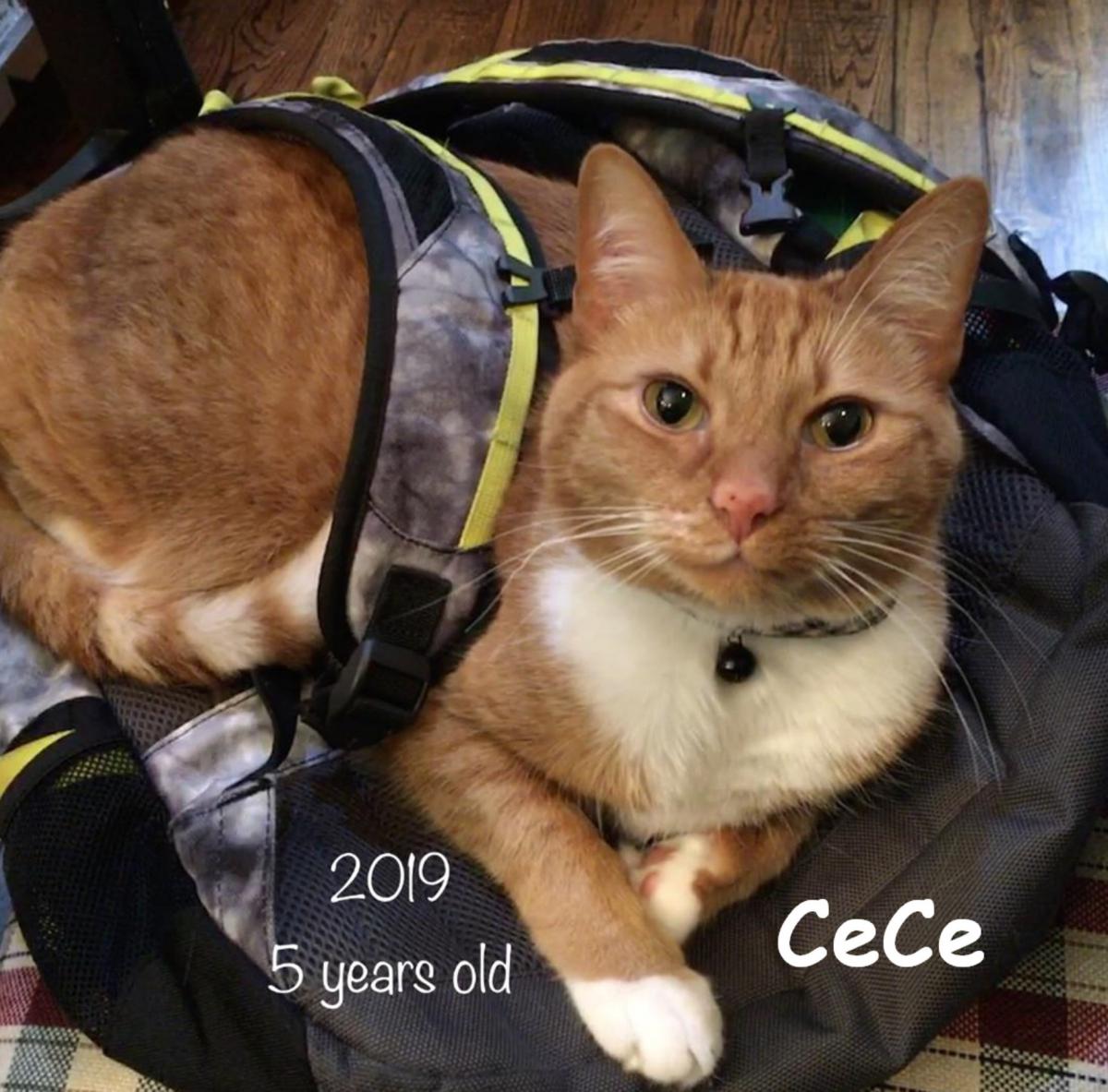 Image of CeCe, Lost Cat