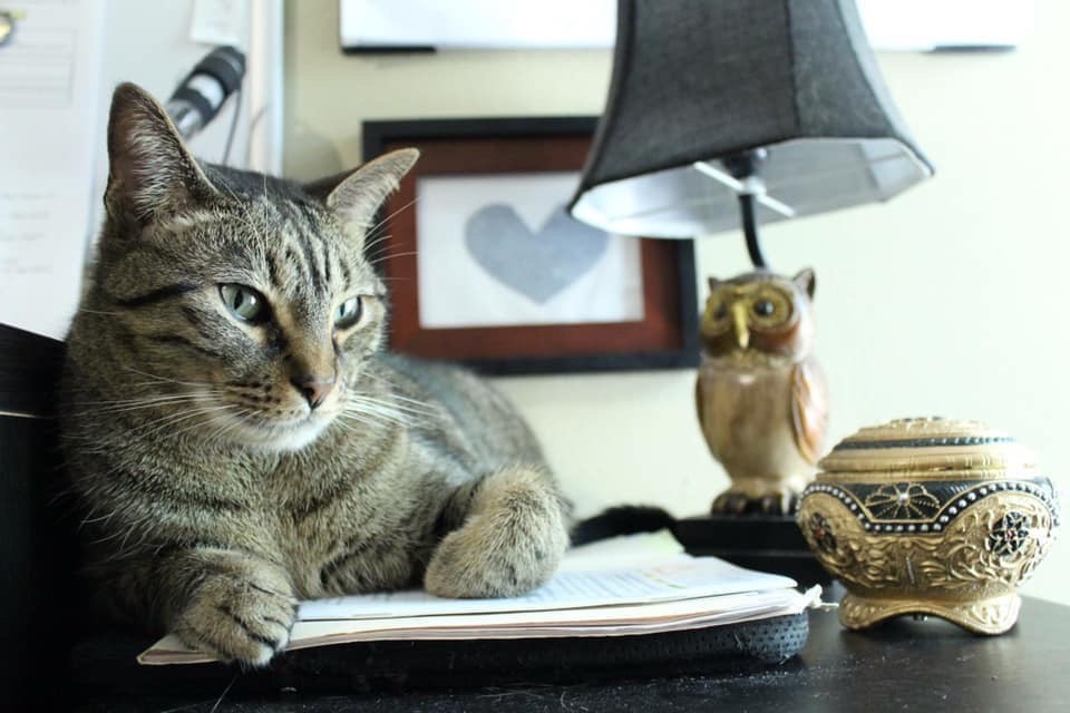 Image of Dimitri, Lost Cat