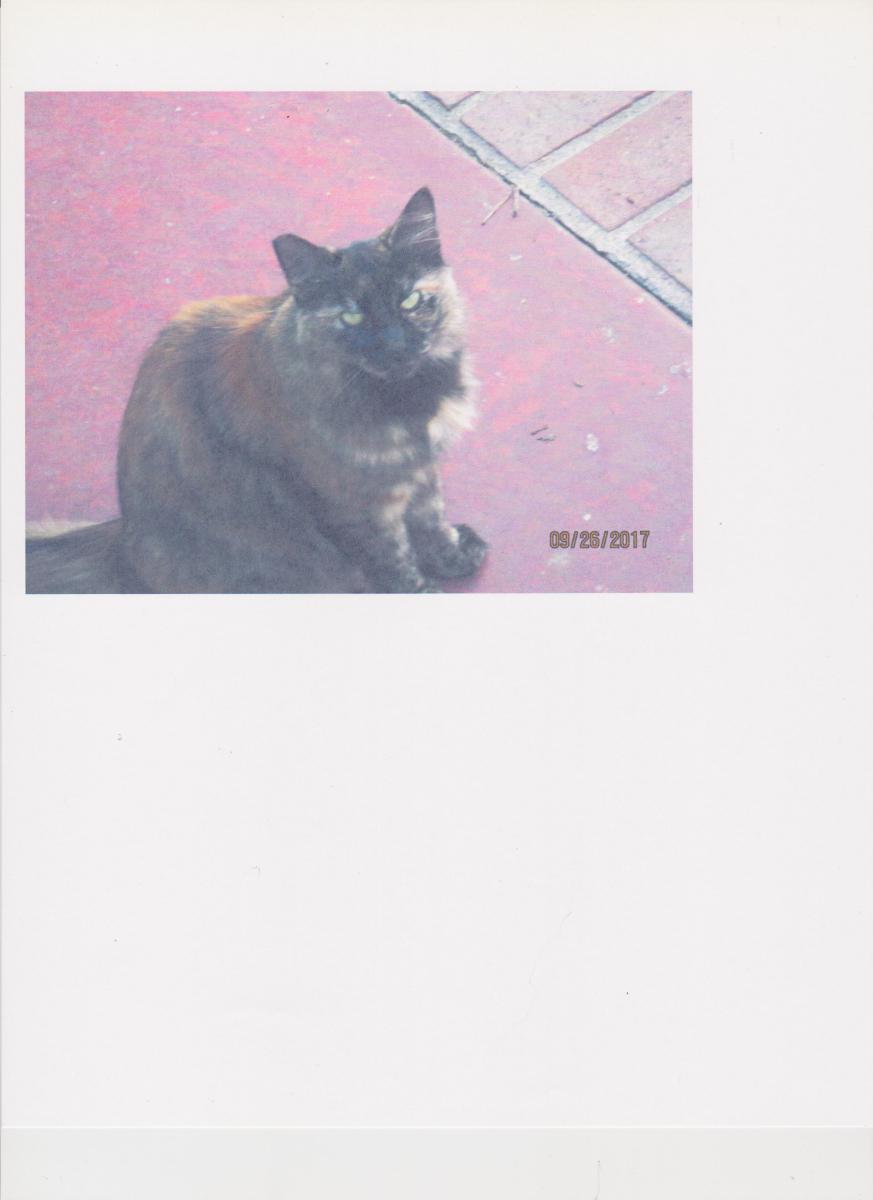 Image of Calli, Lost Cat