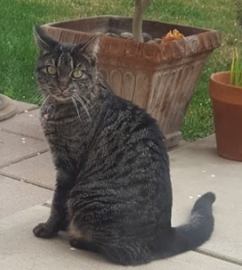 Image of Diddle, Lost Cat