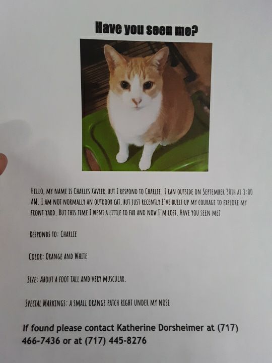 Image of Charles Xiaver, Lost Cat