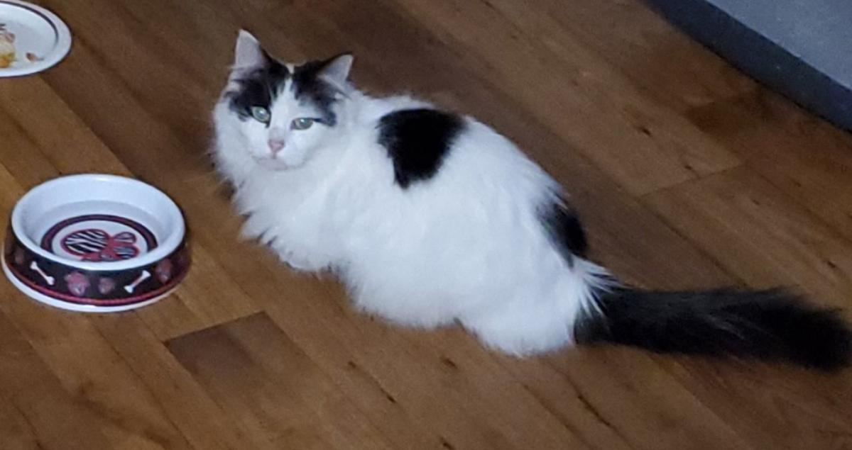 Image of Oreo, Found Cat
