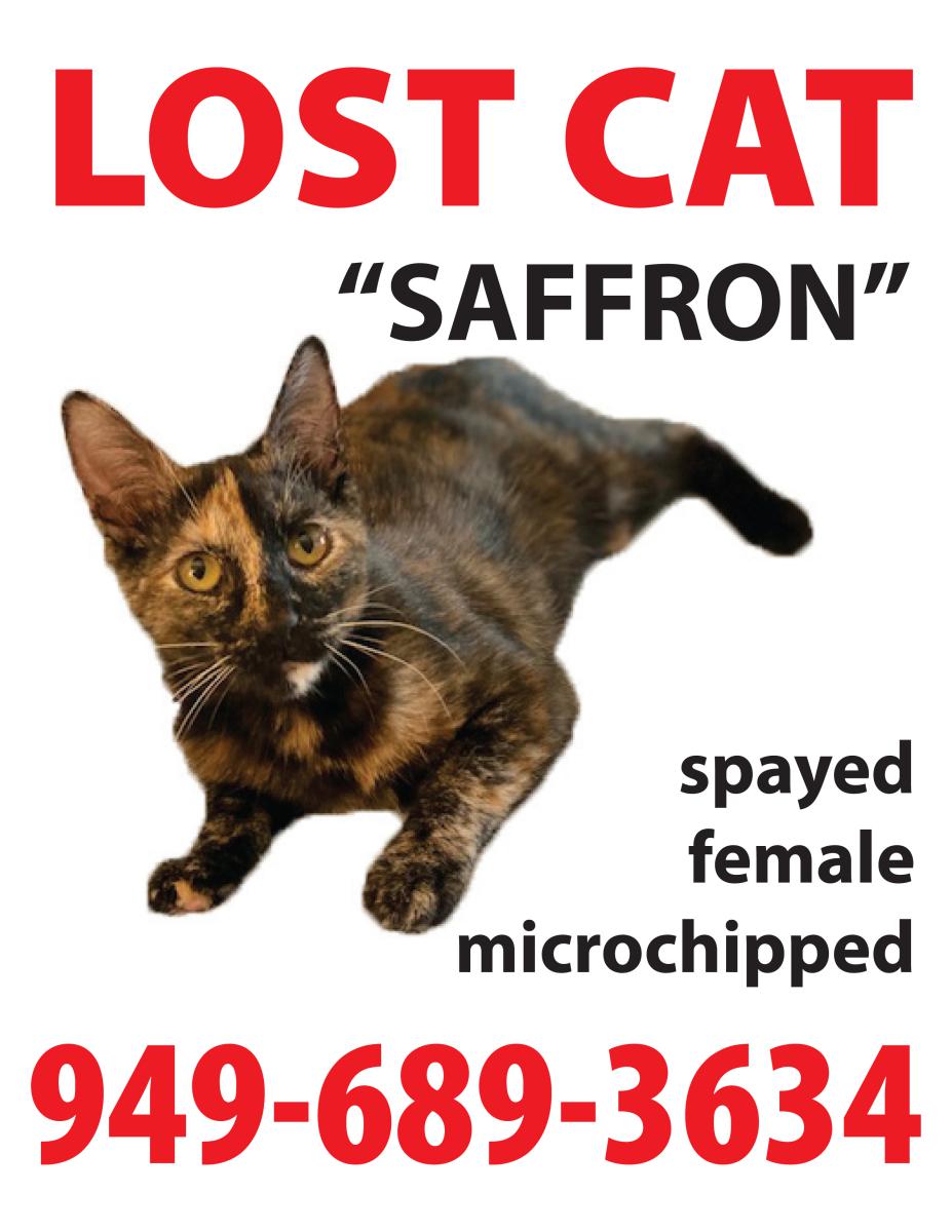 Image of Saffron, Lost Cat