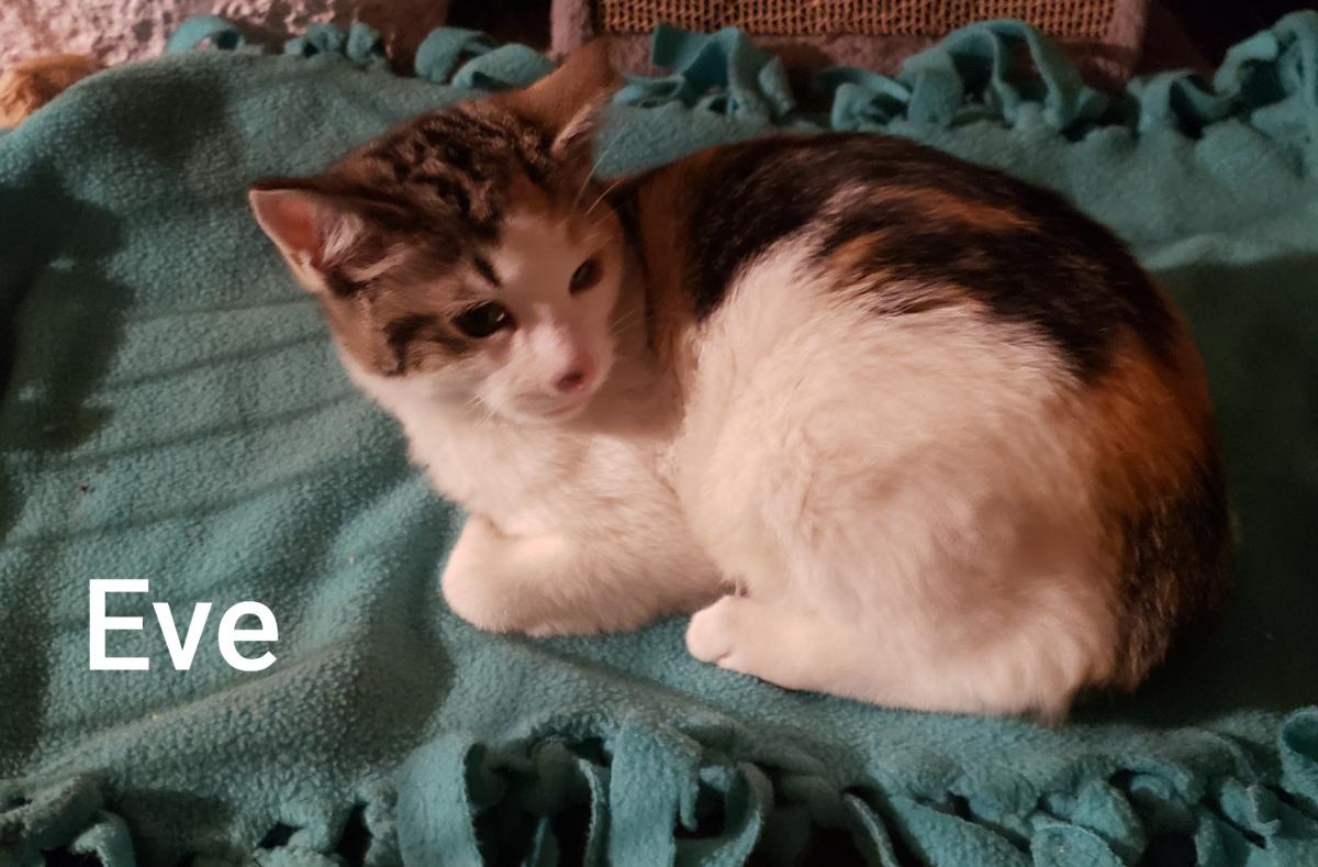 Image of Eve, Lost Cat